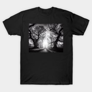 Sunlit Grove: Monochrome Majesty T-Shirt